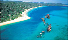 Dolphin Wild - Whitsundays Accommodation 3