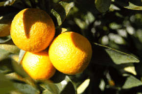 Kinloch Wines - Whitsundays Accommodation 1