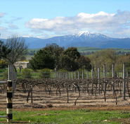 Buller View Wines - Whitsundays Accommodation