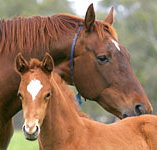 Blue Gum Farm - Whitsundays Accommodation