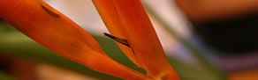 Darlinghurst NSW Whitsundays Accommodation