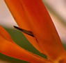 Zen Day Spa - Whitsundays Accommodation