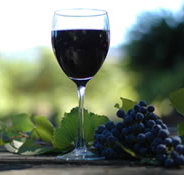 Lion Mill Vineyards - Whitsundays Accommodation