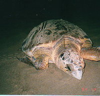 Footprints Adventures - Whitsundays Accommodation
