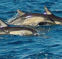 Dolphin Swim Australia - Whitsundays Accommodation