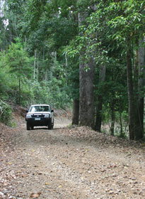 Lamington National Park And OReillys - Whitsundays Accommodation 2