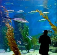 Melbourne Aquarium - Whitsundays Accommodation