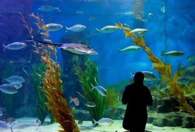 Melbourne Aquarium - Whitsundays Accommodation 0
