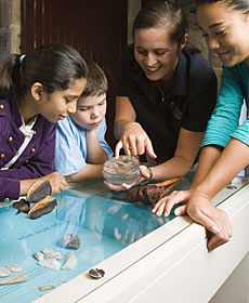 The Rocks Discovery Museum - Whitsundays Accommodation 3