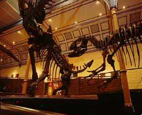 Australian Museum - Whitsundays Accommodation 1