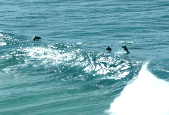 Beach Trekkers North Stradbroke Island - Whitsundays Accommodation 2