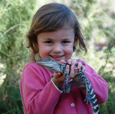 Australian Reptile Park - Whitsundays Accommodation 2