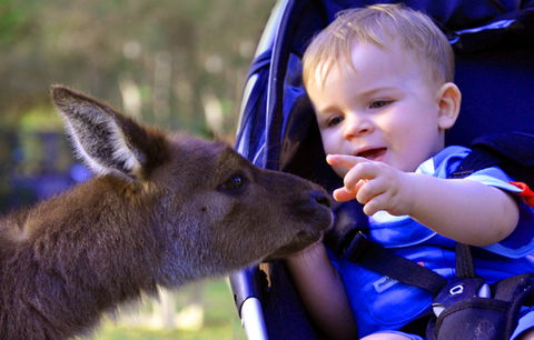 Australian Reptile Park - Whitsundays Accommodation 6