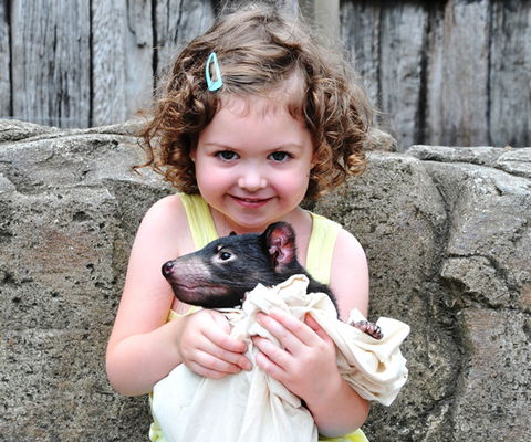 Australian Reptile Park - Whitsundays Accommodation 8