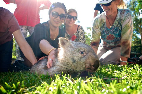 Australian Reptile Park - Whitsundays Accommodation 10