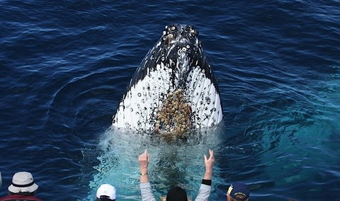 Spirit Of Gold Coast Whale Watching - Whitsundays Accommodation 1