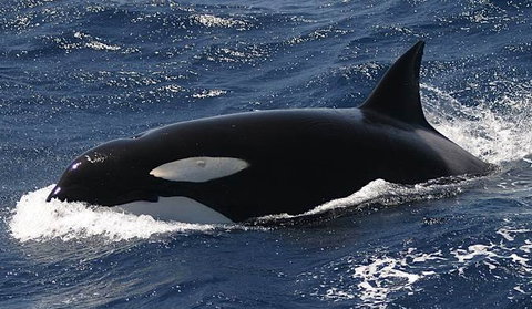 Spirit Of Gold Coast Whale Watching - Whitsundays Accommodation 2