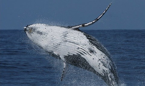 Spirit Of Gold Coast Whale Watching - Whitsundays Accommodation 4