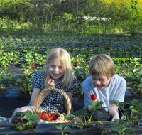 Blue Hills Berries  Cherries - Whitsundays Accommodation