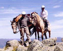 High Country Horses - Whitsundays Accommodation 3