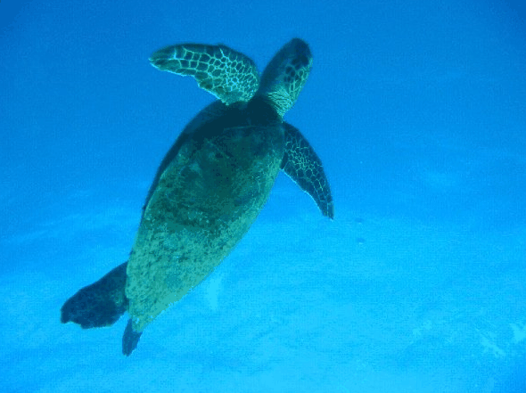 Redcliffe QLD Whitsundays Accommodation