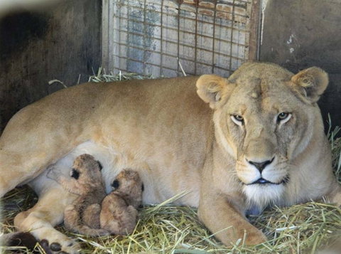 Darling Downs Zoo - Whitsundays Accommodation 2