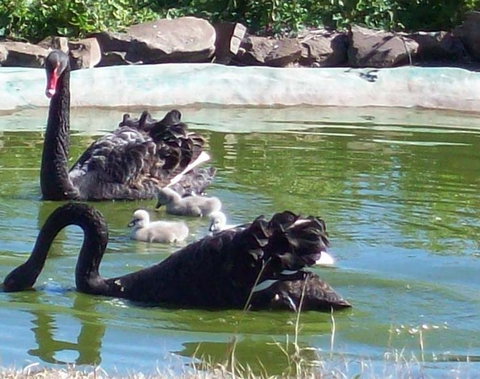 Darling Downs Zoo - Whitsundays Accommodation 3