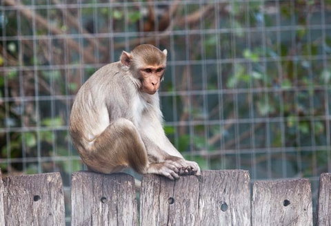 Darling Downs Zoo - Whitsundays Accommodation 5