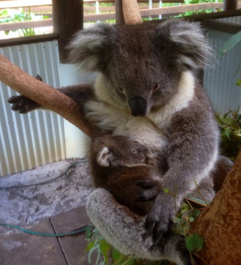 Outback Splash - Whitsundays Accommodation 3