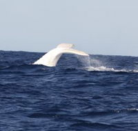 Australian Whale Watching - Whitsundays Accommodation