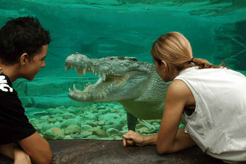 Cairns Wildlife Dome - Whitsundays Accommodation 1