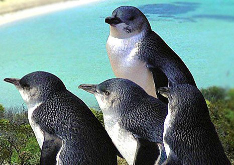 Waikiki WA Whitsundays Accommodation