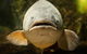 Melbourne Aquarium - thumb 5