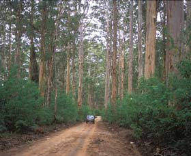 Boranup Drive - Whitsundays Accommodation 0