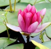 The Lotus Day Spa and Retreat - Whitsundays Accommodation