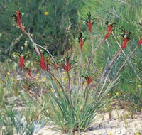 Kalbarri Wildflower Centre - Whitsundays Accommodation