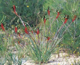 Kalbarri Wildflower Centre - Whitsundays Accommodation 0