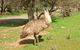 Minlaton Fauna Park - thumb 0