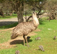 Minlaton Fauna Park - Whitsundays Accommodation
