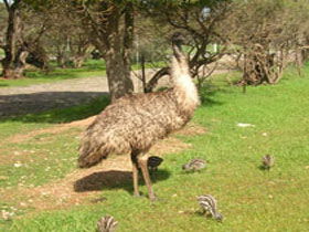Minlaton Fauna Park - Whitsundays Accommodation 0