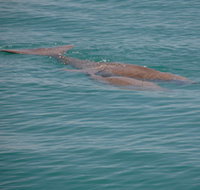 Dugongs - Whitsundays Accommodation