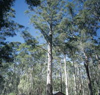 Diamond Tree Lookout Manjimup