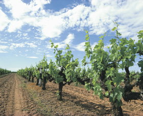 Blackwood Meadery - Whitsundays Accommodation 0