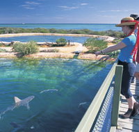 Shark Bay Marine Park - Whitsundays Accommodation