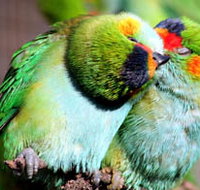 Rainbow Jungle - The Australian Parrot Breeding Centre - Whitsundays Accommodation