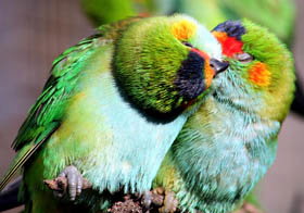 Rainbow Jungle - The Australian Parrot Breeding Centre - Whitsundays Accommodation 0