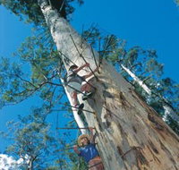 Dave Evans Bicentennial Tree - Whitsundays Accommodation