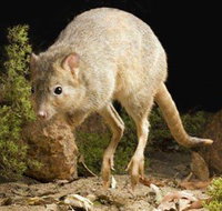 Kanyana Wildlife - Whitsundays Accommodation