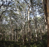 Boranup Karri Forest - Whitsundays Accommodation