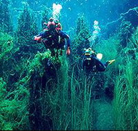 Ewens Ponds Conservation Park - Whitsundays Accommodation